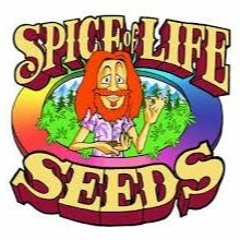 Episode 33 ft Breeder Steve From Spice Of Life Seeds