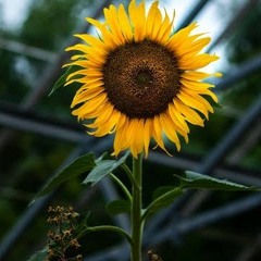 Tryna sing Sunflower