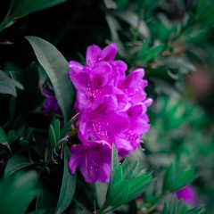 Beauty (Intermission)