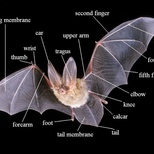 Angels Never Saved Me [Ft. JG] (PROD. CXREEPXX)