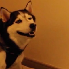 LFF 103 "wide Awake And Huskey"