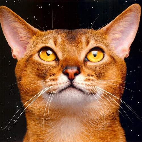 I'm Just A Cat