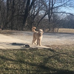 WRITING IN THE DARK BY DAVID GROSSMAN - READING 1-9-19