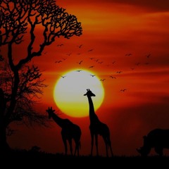 40 X Pako Hgf X Rondo X Quelly Jet - Africa