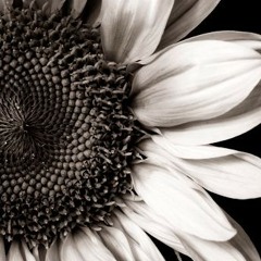 Mirasol (original compo)