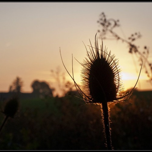 Thistledown (feat. Alan Watts)