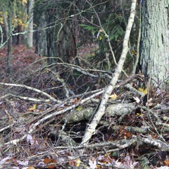 How to find true balance