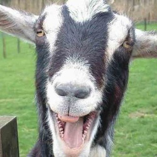 koza ⛧🐐⛧