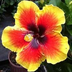 Samoa The Five Stars Unplugged -Mo'omo'oga (320  Kbps)