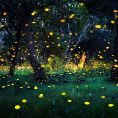 Muciojad - Fireflies //Slowed down\\