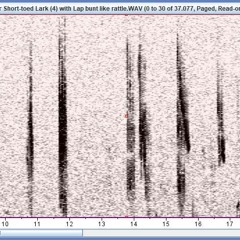 Lesser Short - Toed Lark Call, Fuerteventura, January 2019