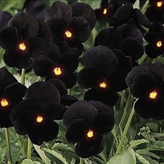 TiaCorine - LOTTO (Demolition Mix)