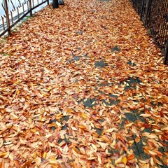 다린-가을 (cover 한나)