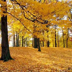 Gia Yancheli   Yellow Leaves - გია ყანჩელი   ყვითელი ფოთლები