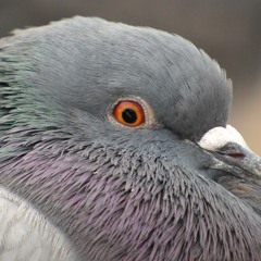 Pidgeon Chest