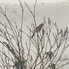 Two Cardinals