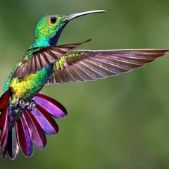 Zum zum zum (Colibri que vienes del Sur)
