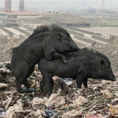 Magnum Opus (FLAC DL in description)