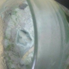 its growing, alive & very scary