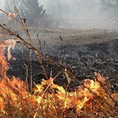 yellow grass fire