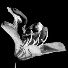 Laura Mvula Green Garden remix