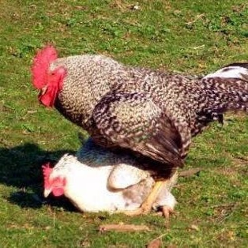 Rooster sex