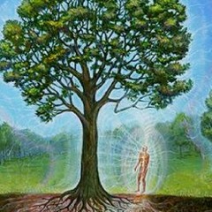 Forest Sensations