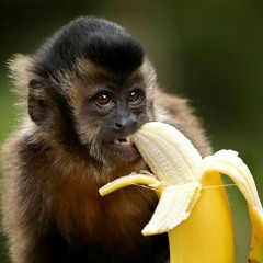 Monkey Banana