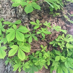 YM SSA Beginner YMTT200