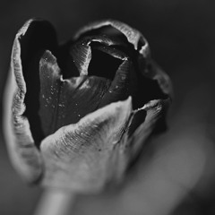 Black Tulips (Snippet)