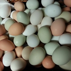 GOAT EGG
