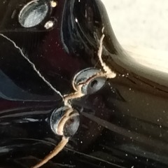 Never Be The Same (demo)