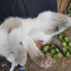 🍈Chayotes AND Mumo 🦊