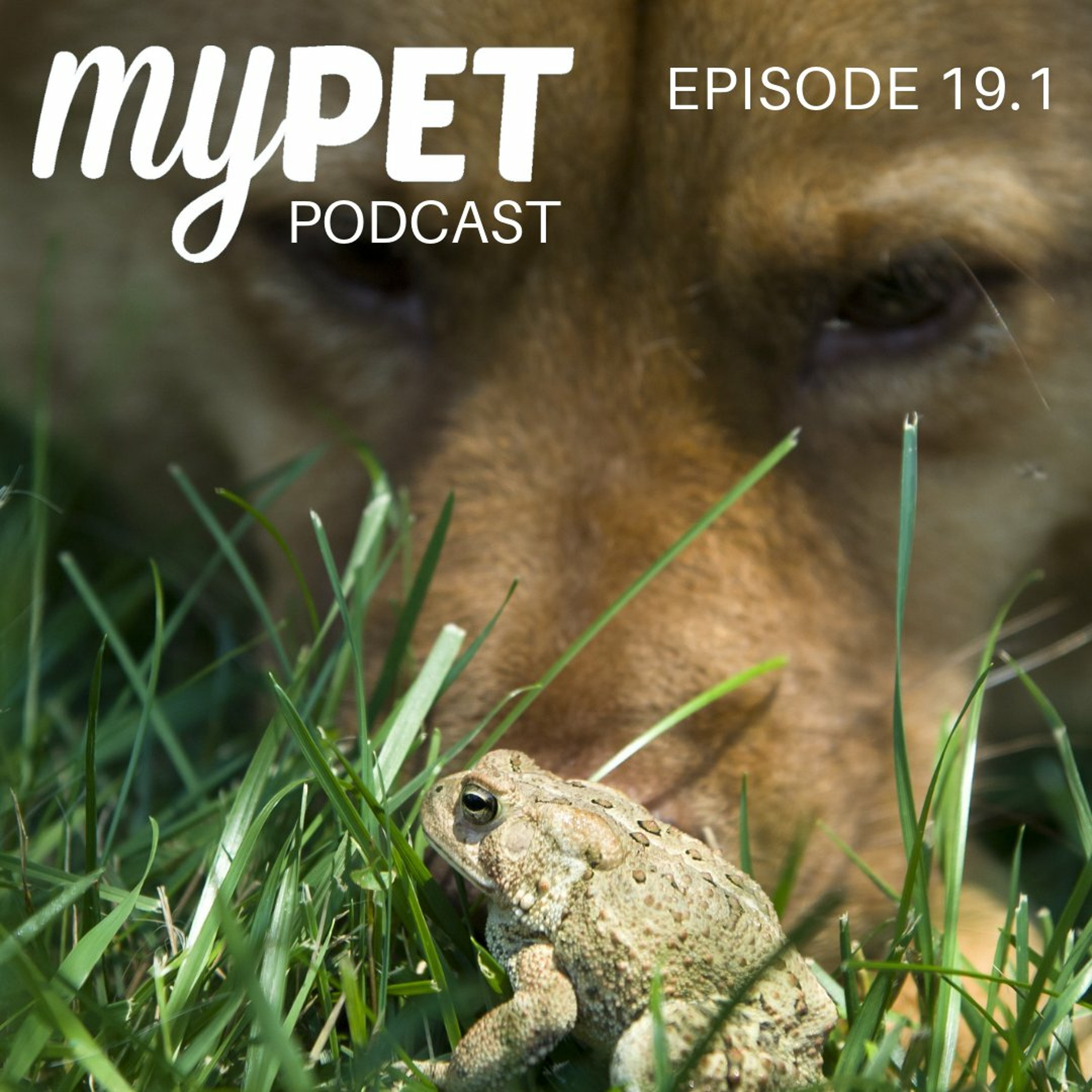 Cane Toads; Poisonous, Deadly and Addictive episode artwork