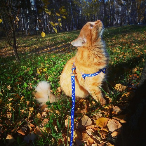 3,14 (music made from cat sounds)