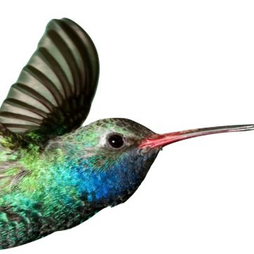 Ñamandu
