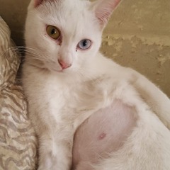 deadeye schrödinger