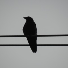 The Notion--The Brown Crow