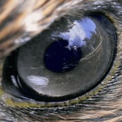 Eagle Flight