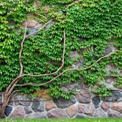 Marchinha TREPADEIRA - Alba Brito