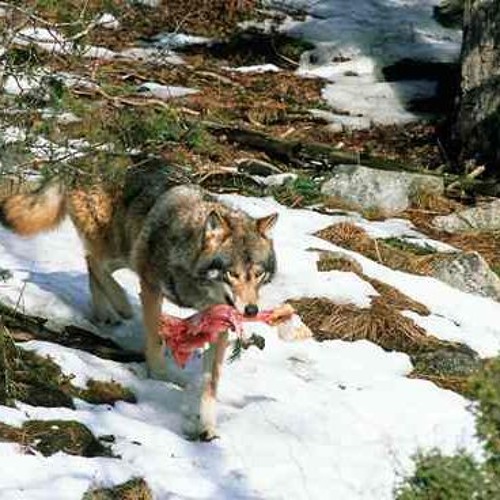 Living Among Wolves: Protecting Wildlife Predators