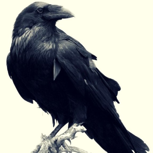 Nevermore