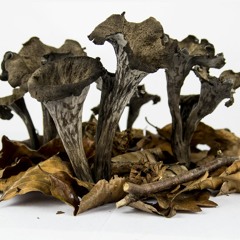 p0iL // Труба Грыб Мёртвы : dödsbedrägeri