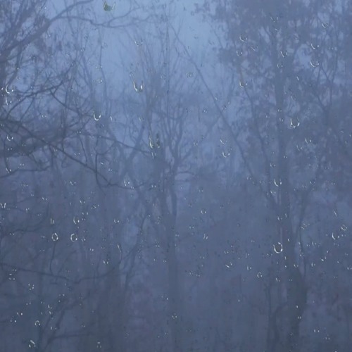 Relaxing Rain Sounds & Thunder in the Foggy Forest for Sleeping, Yoga, Meditation, Spa or Study