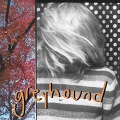 greyhound