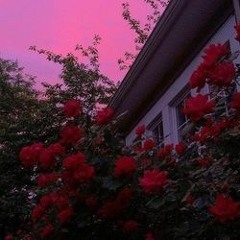 Red Roses (R.I.P Dash)