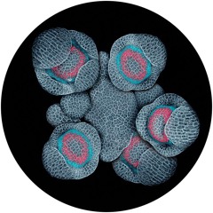 Premiere : Nobodi - Black Bird (MOD001)