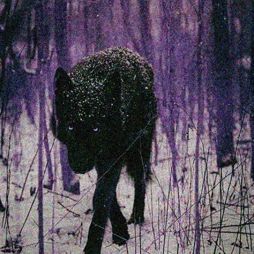 The Wolf feat. Justin Stanley