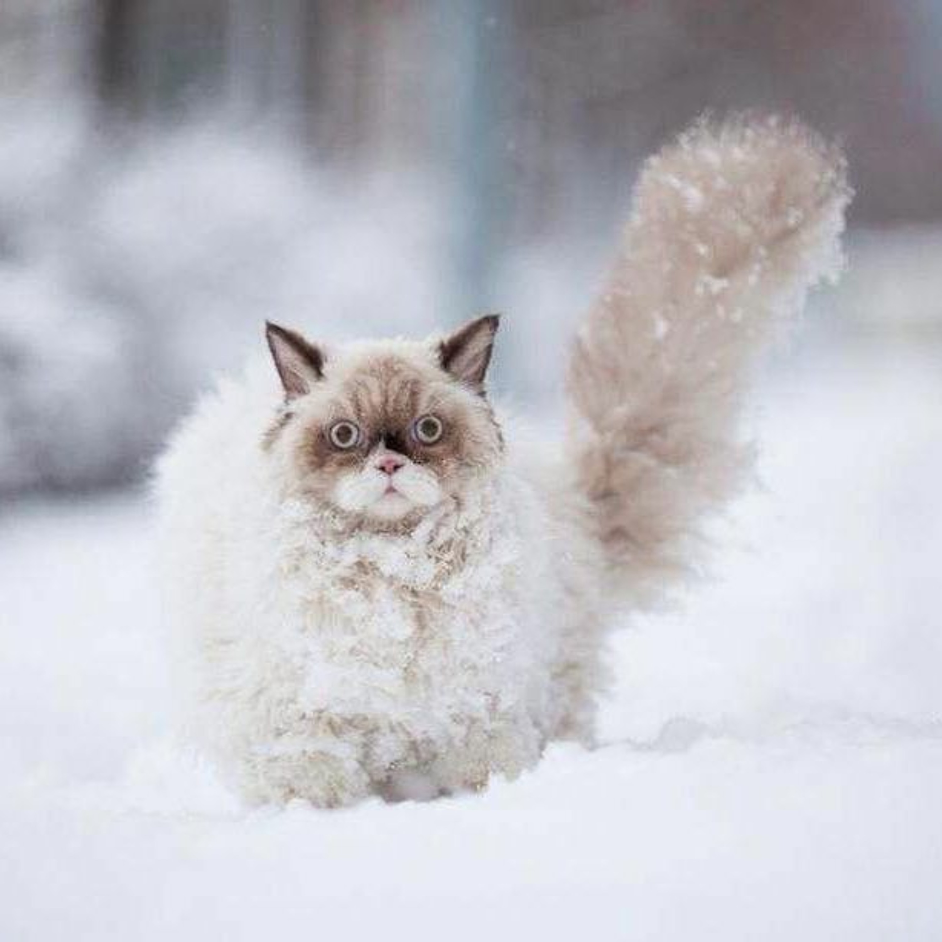 The Snowcat EP episode artwork