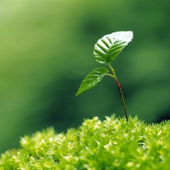 "the bontanist" - Solo Piano